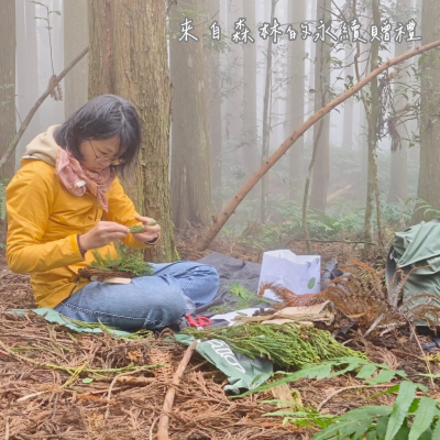 圖3.取材自永泰林場現地的柳杉枝條、毬果等森林素材 (新竹分署提供)